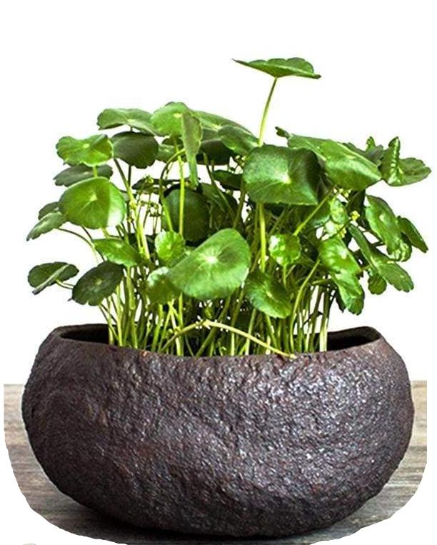 Vase Kazumi - Vases